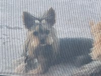 Safkan Köpeğimiz Sultan Hanım