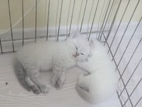 British shorthair blue point yavrular