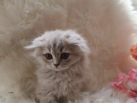 British longhair lilac yavrularımız