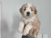 Maltipoo bebekleri