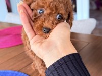 Sağlıklı 3 aylık Toy Poodle