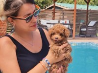 En Sevimli Toy Poodle Yavruları Sizleri Bekliyor