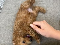 0 numara toy poodle 2 aylık erkek