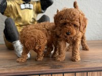 Üst Kalite Tea Cup Poodle Yavrular