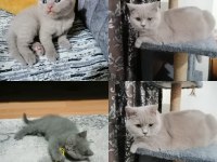 Kedi sahiplendirme scottish fold