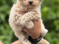 Maltipoo yavrularımız