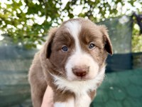 Saf kan border collie