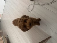 7 aylık Maltipoo Ücretsiz Sahiplendirme