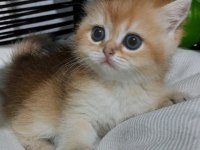 Safkan british kardeşler