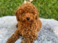Toy poodle bebekler