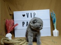 Safkan Top Kafa Scottish Fold Yavrumuz