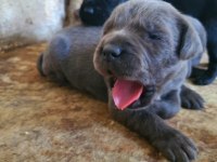 Blue Cane Corso Yavrularımız