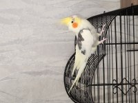 Erkek Sultan Papağanı 1.5 Yaşında Şarkılar Söyler