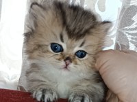 British longhair golden ny25 dişi yavrular