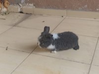 Hollanda lop tavşan yavrusu