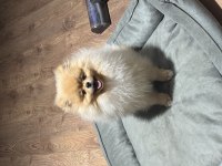 Pomeranian boo ayıcık yüz acil sahiplendirme