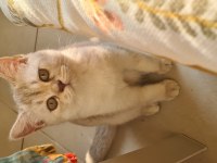 Bursa yavru british shorthair