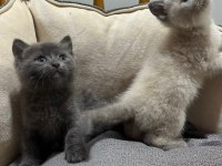 Blue Point Ve Gri British Shorthair
