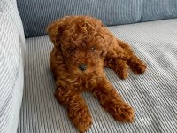 Bebek Toy Poodle