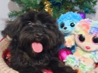 Poodle anne kore maltese baba orjinal Maltipoo