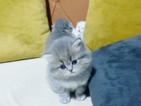 2 aylık şirin british longhair yavrular