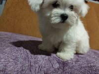 ORJİNAL MALTESE TERRİER 4 AYLIK