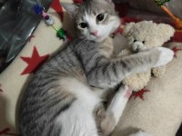 Gri tekir kedi