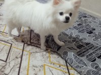 SAHİPLENDİRİLECEK CİNS POMERANİAN KÖPEĞİMİZ