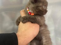 Dişi scottish fold