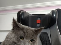 1 yaşında uysal erkek british shorthair