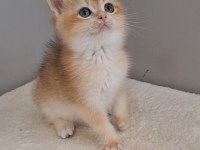 WCF Pedigrili British Shorthair/Longhair Yavrular