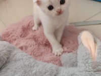 Beyaz scottish fold