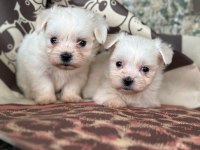 Maltese Terrier Yavrular