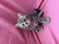 SAFKAN 2 AYLIK EĞİTİMLİ SCOTTİSH BRİTİSHLER