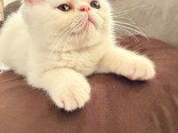 EXOTIC SHORTHAIR ERKEK 