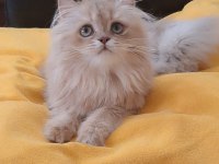 British Longhair Sevimli Cana Yakın Uysal