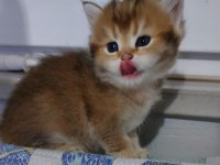 Safkan british shorthair aciklamayı okuyun lutfen