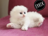 HODRİ MEYDAN DAHA GÜZELİ YOK EN TATLI SCOTTİSH FOLD