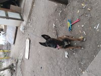 Sahibinden Sahiplendirilecek Köpekler