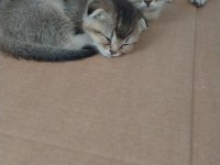 2-2,5 aylık golden british shorthair