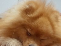 Acil ücretli sahiplendirelecek pomeranian boo