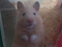Hamster Ankara