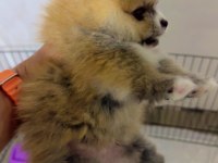 Secereli 40 günlük pomeranian boo