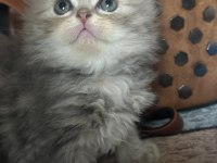 6 haftalık saf kan yavru kediler