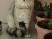Kedilerim yeni ailelerini sabırsızlıkla bekliyor