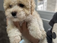 En özel Maltipoo bebekleri 