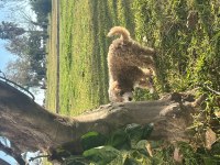 4 Aylık Maltipoo