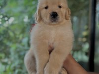 BABY FACE GOLDEN YAVRULAR