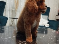 Toy poodle oğlumuz