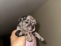 A KALİTE ERKEK BLACK MERLE FRENCH BULLDOG
